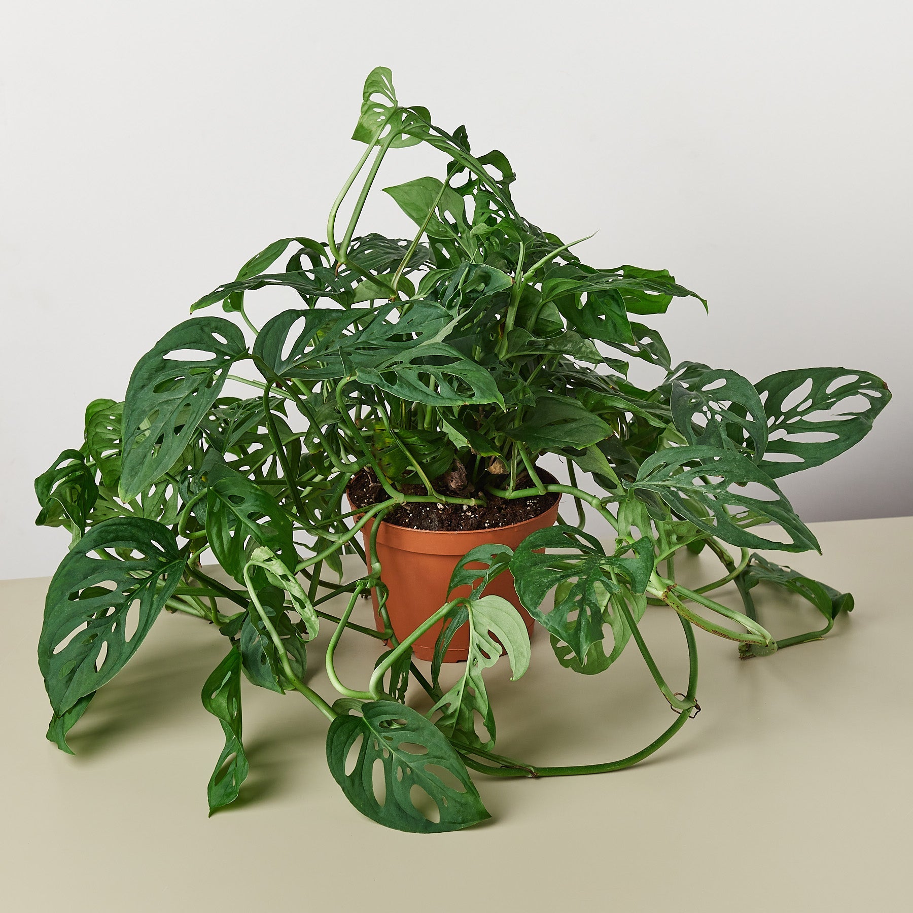 House Plant Shop: Monstera Adansonii 'Swiss Cheese'