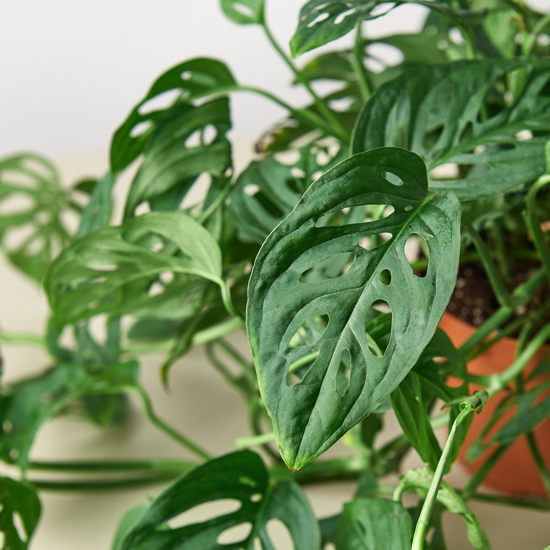 House Plant Shop: Monstera Adansonii 'Swiss Cheese'
