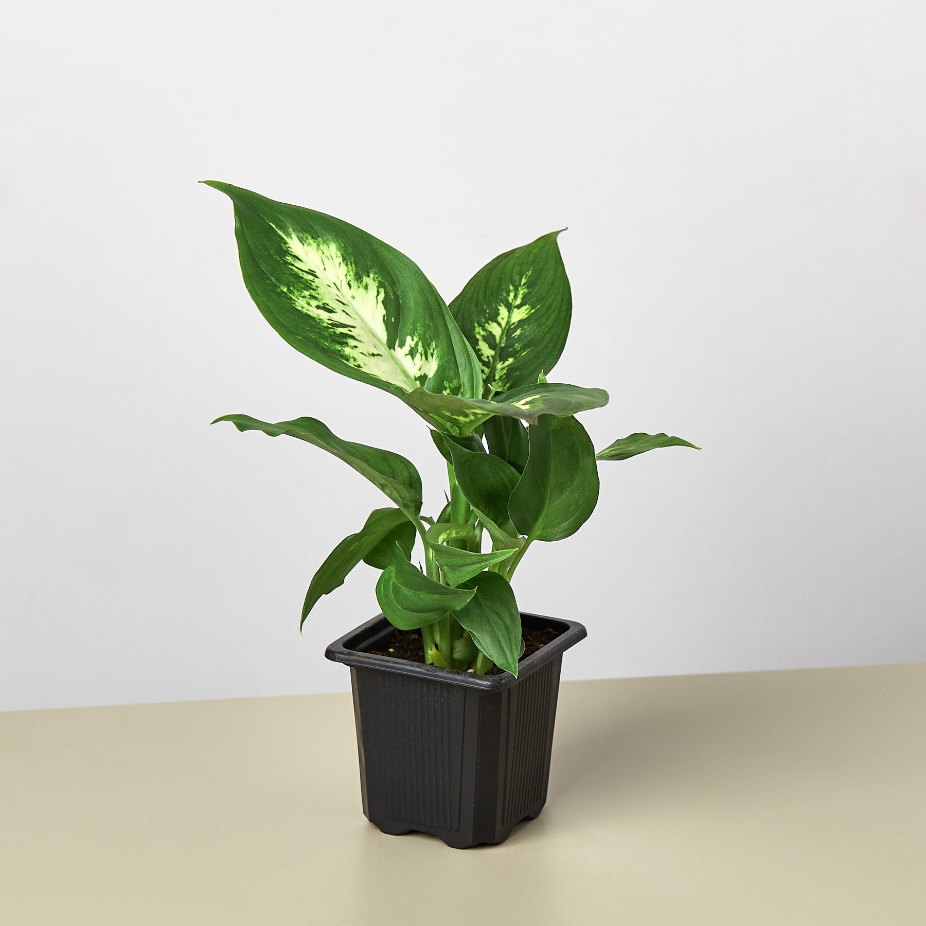 camila's house of plants House Plant Shop: Dieffenbachia Camille – Retold Recycling