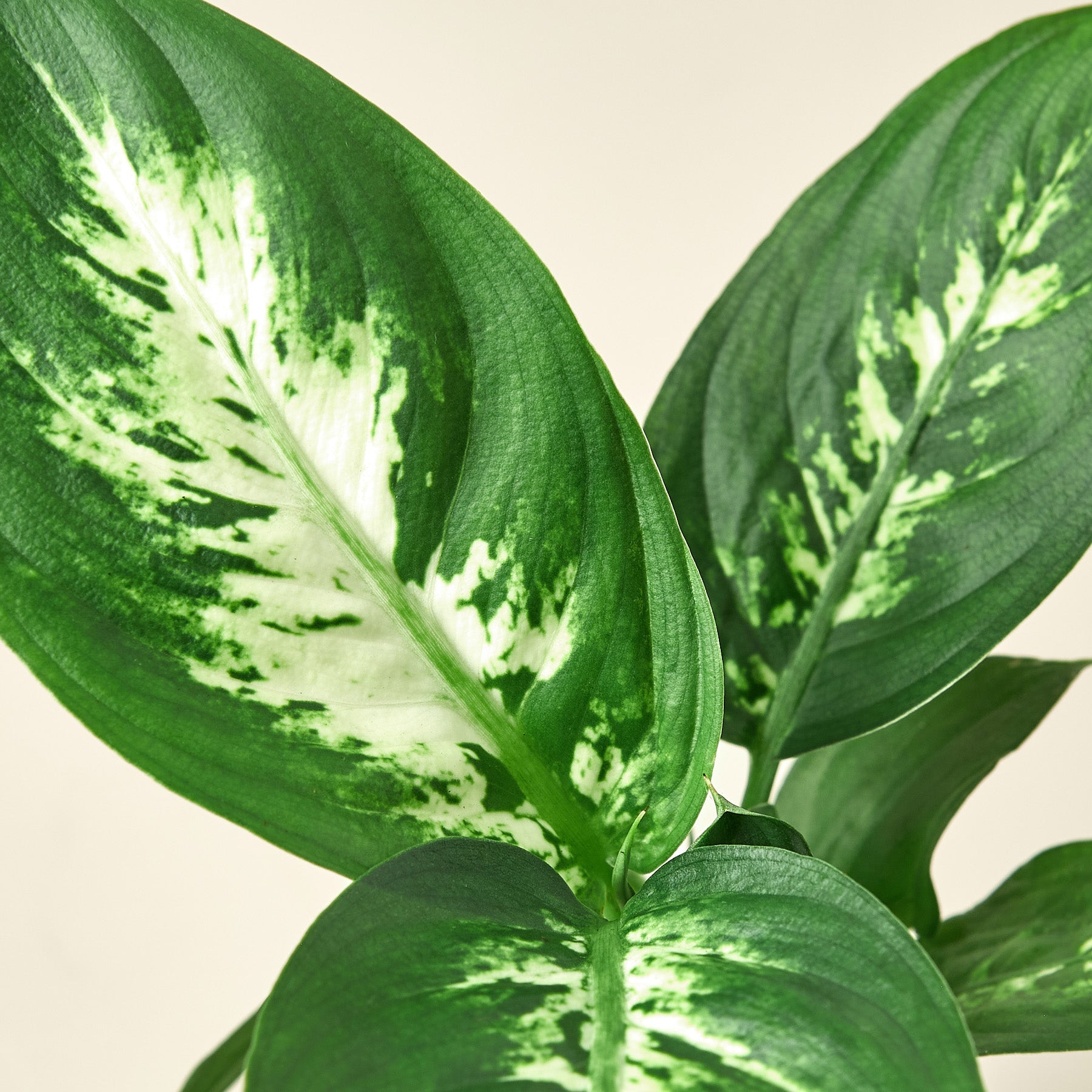 House Plant Shop: Dieffenbachia Camille