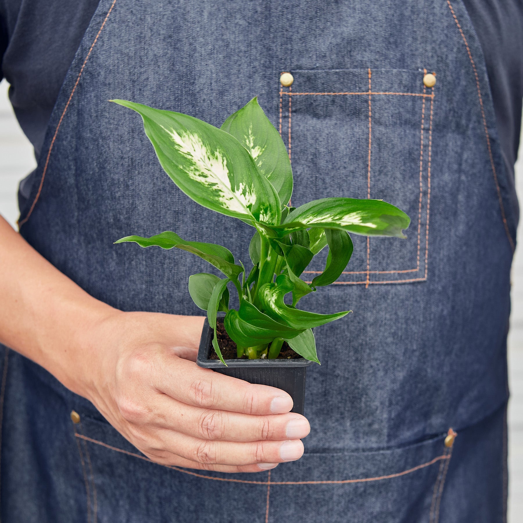 House Plant Shop: Dieffenbachia Camille