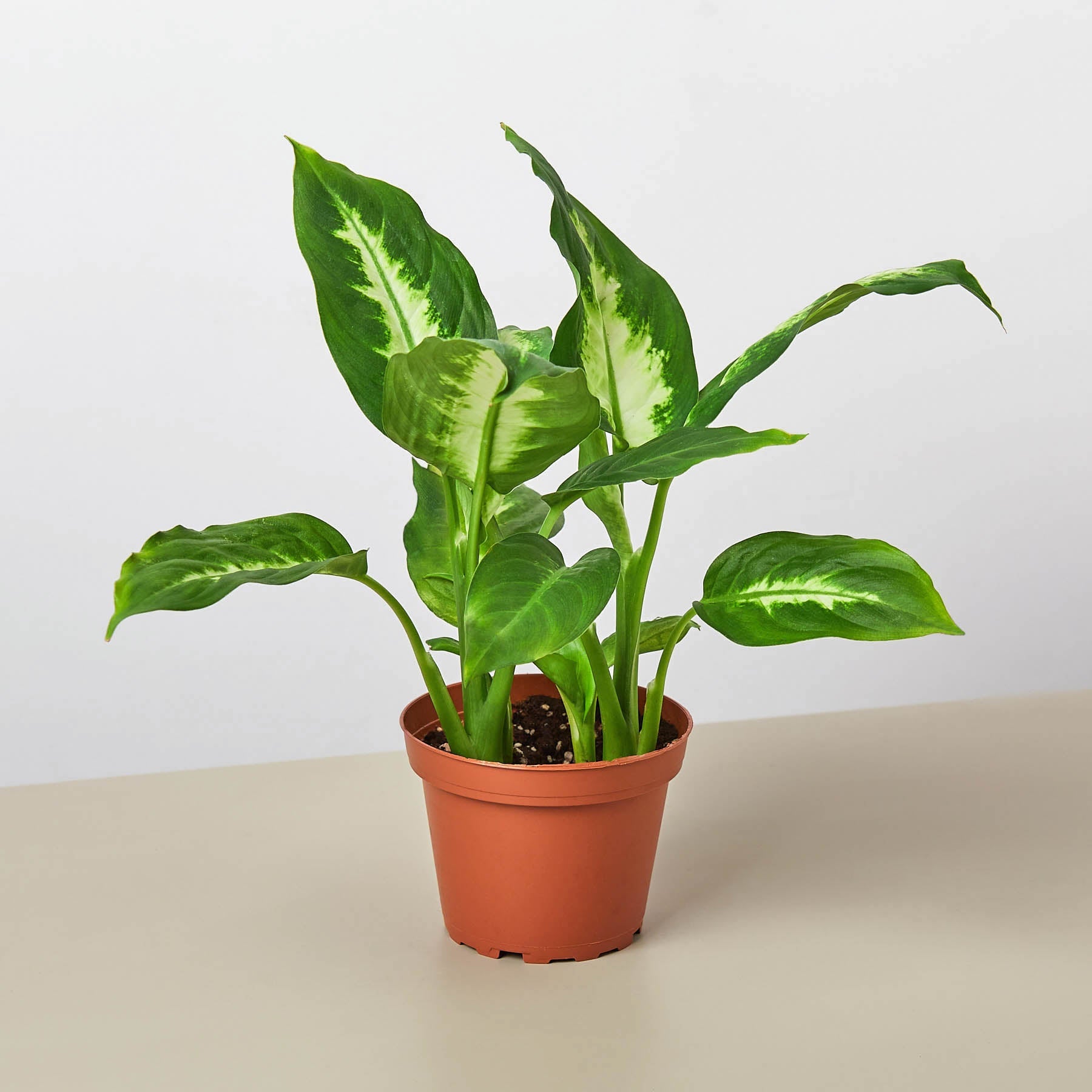 House Plant Shop: Dieffenbachia Camille