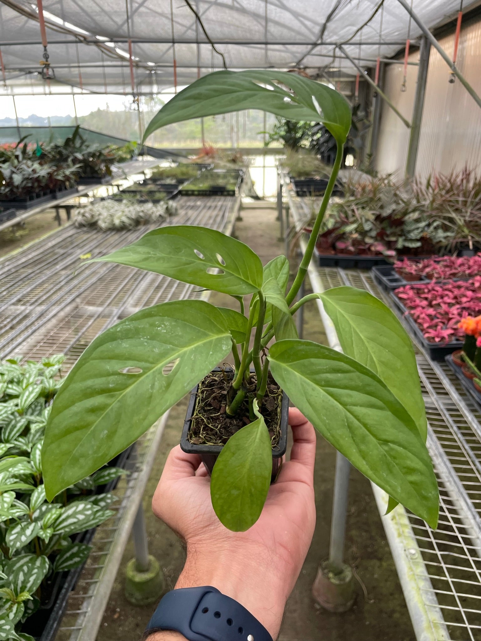 House Plant Shop: Monstera Adansonii 'Swiss Cheese'