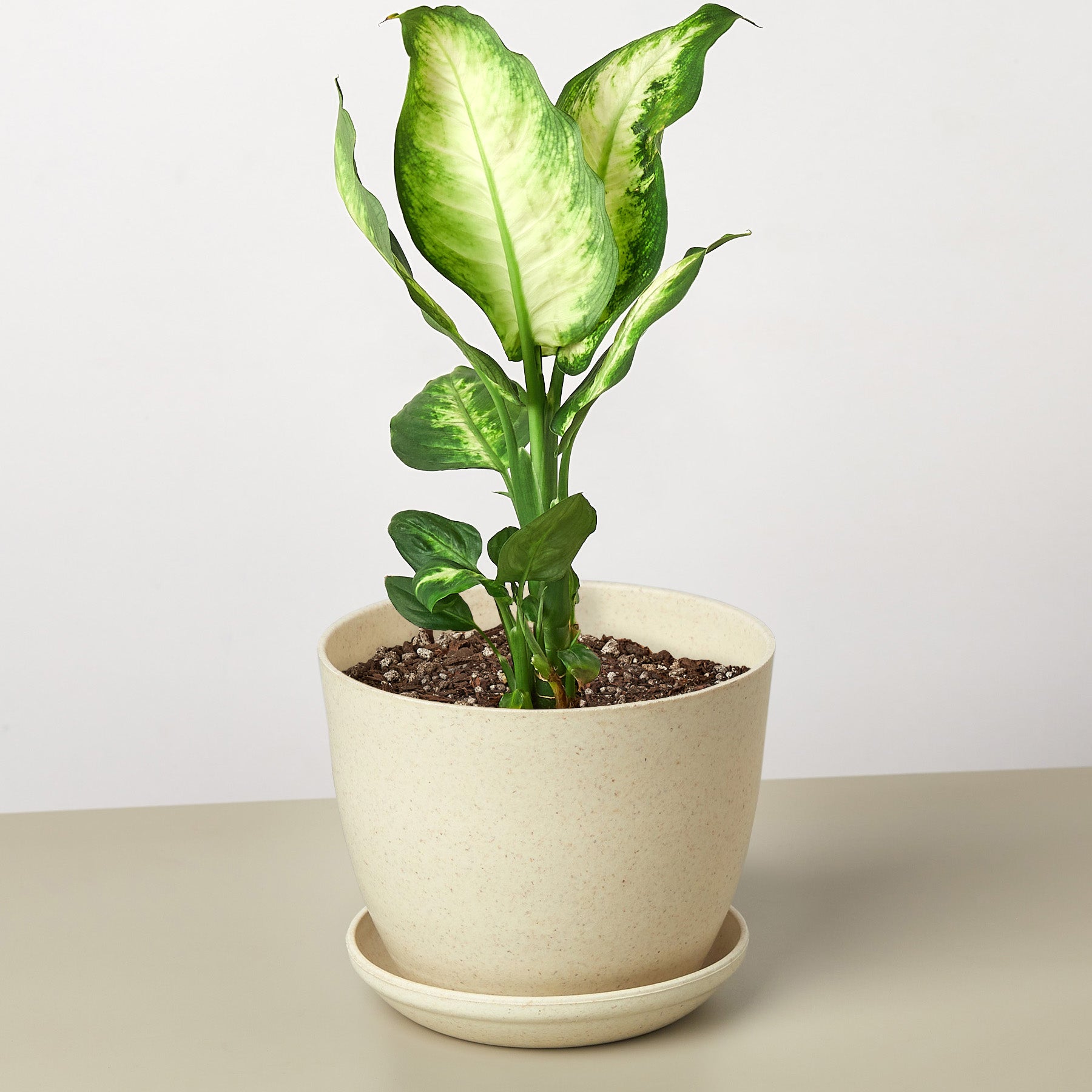 dieffenbachia camille lowes House Plant Shop: Dieffenbachia Camille – Retold Recycling