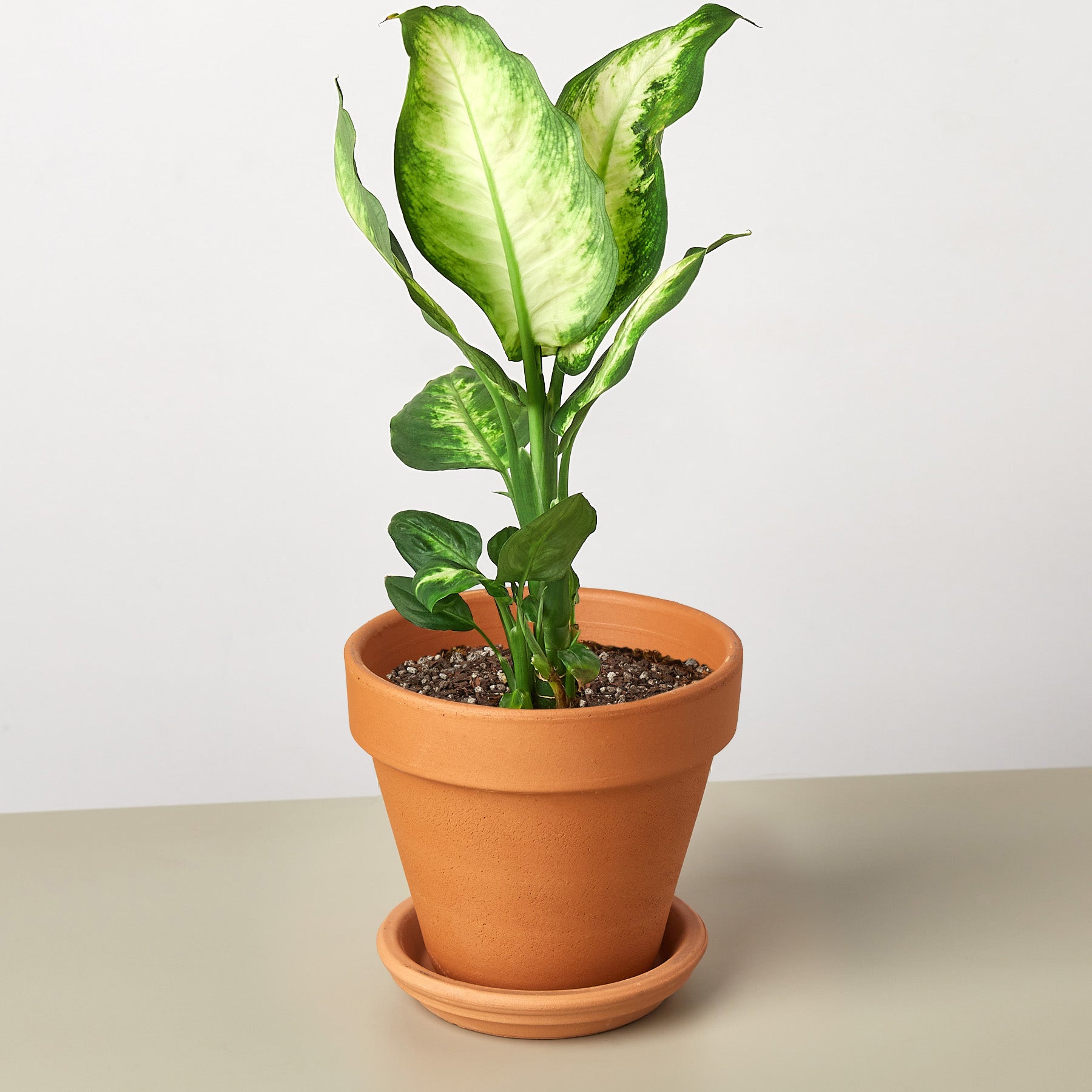 dieffenbachia camilla plant House Plant Shop: Dieffenbachia Camille – Retold Recycling