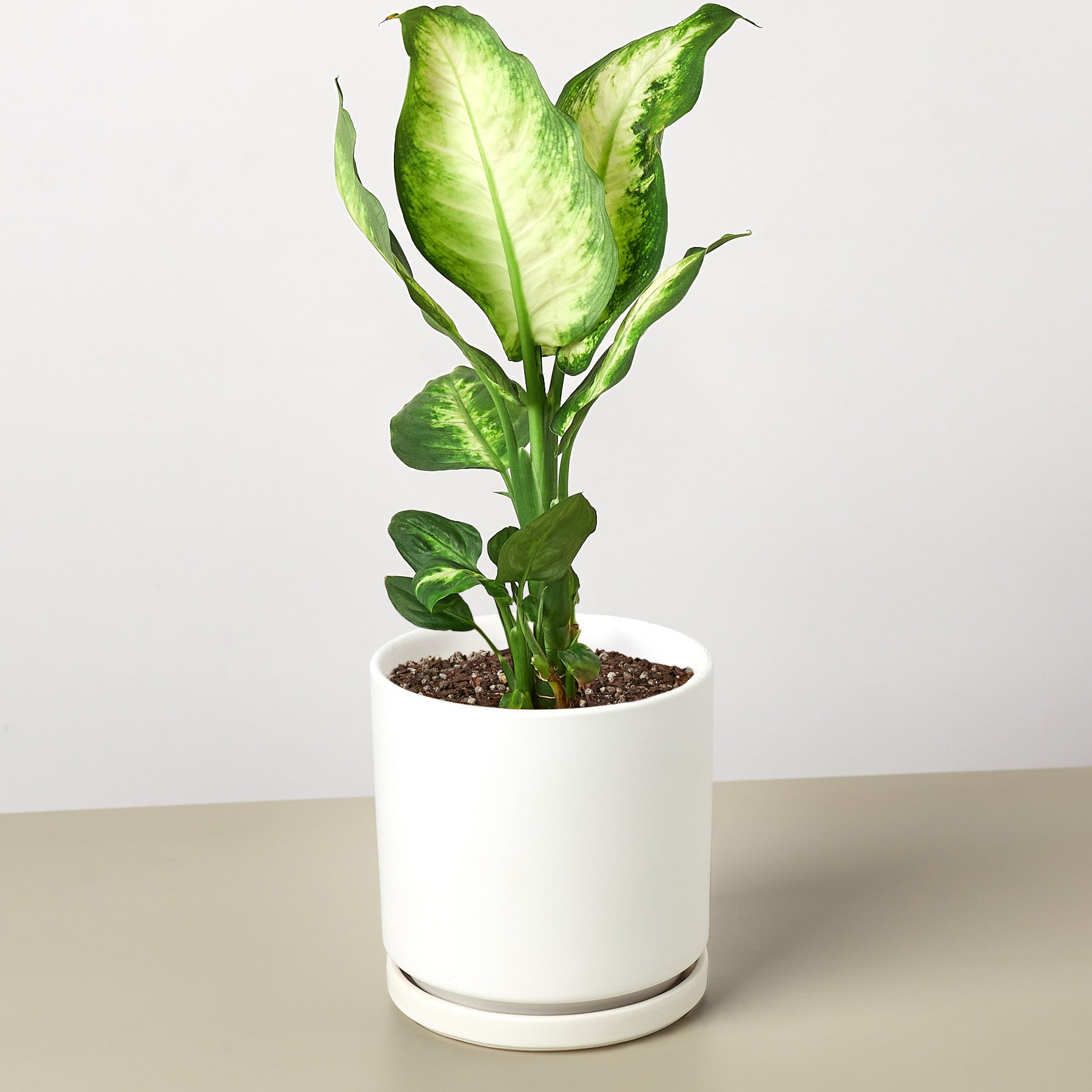 dieffenbachia maculata camille House Plant Shop: Dieffenbachia Camille – Retold Recycling