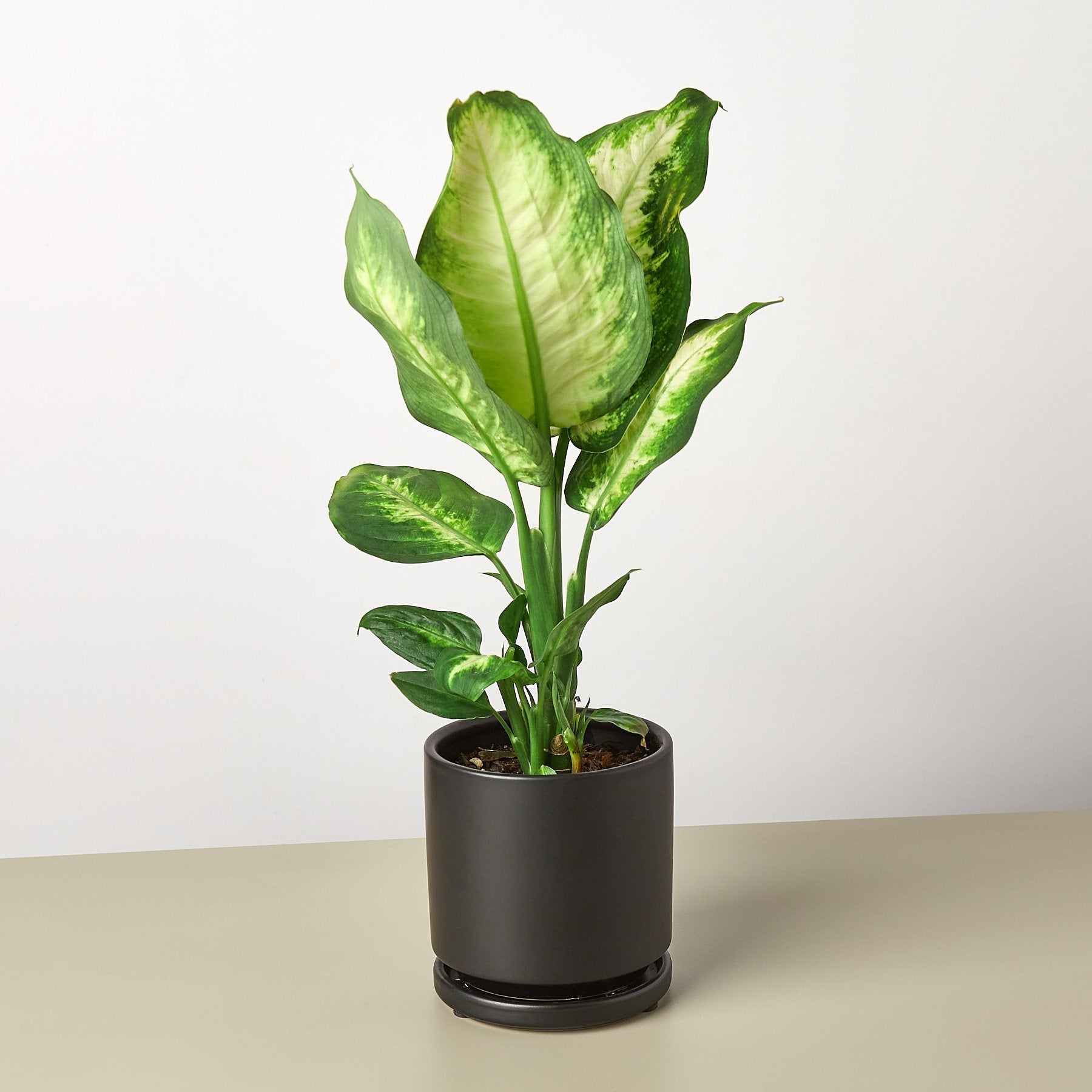 pokok keladi dieffenbachia House Plant Shop: Dieffenbachia Camille – Retold Recycling