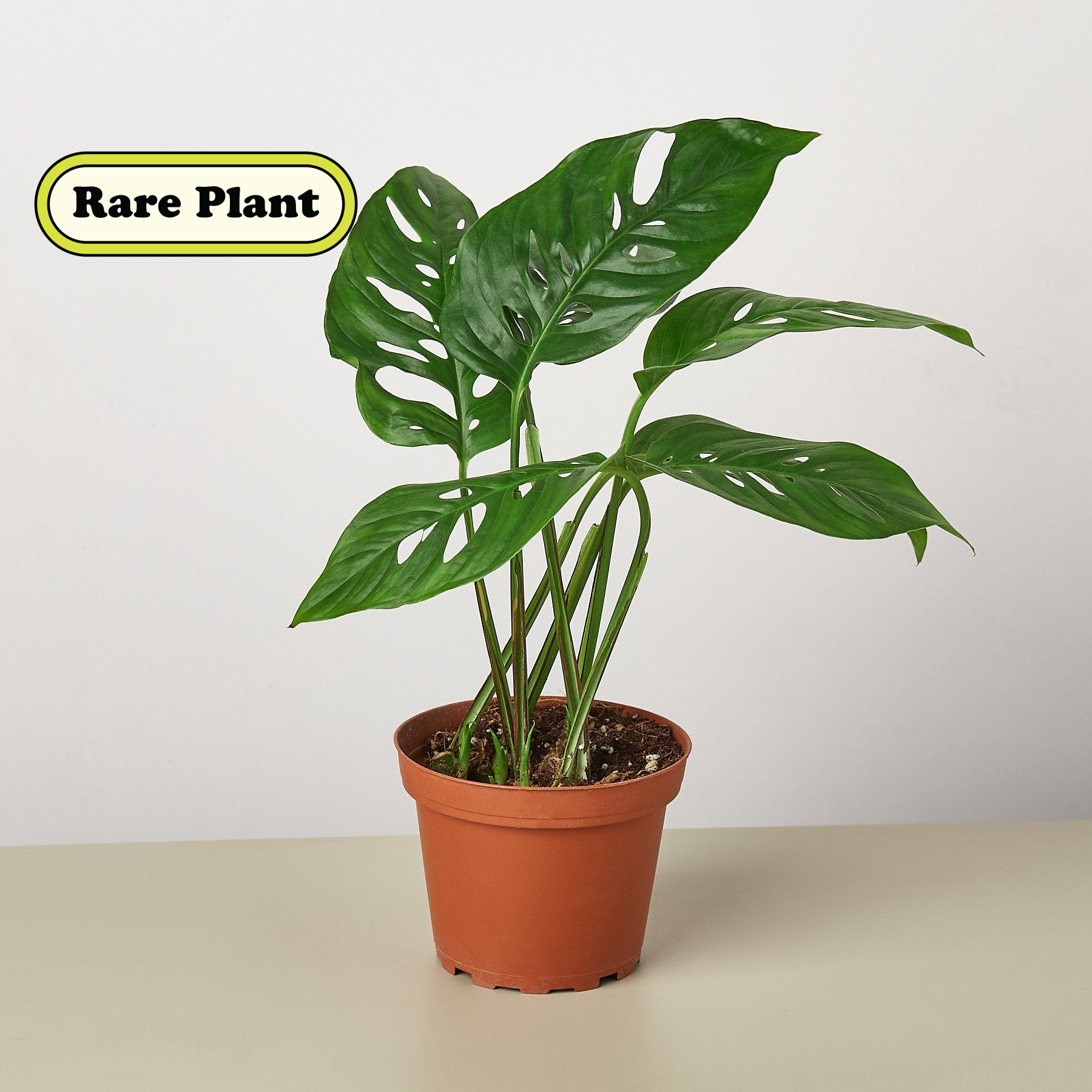 House Plant Shop: Monstera Adansonii 'Swiss Cheese'